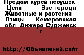 Продам курей несушек › Цена ­ 350 - Все города Животные и растения » Птицы   . Кемеровская обл.,Анжеро-Судженск г.
